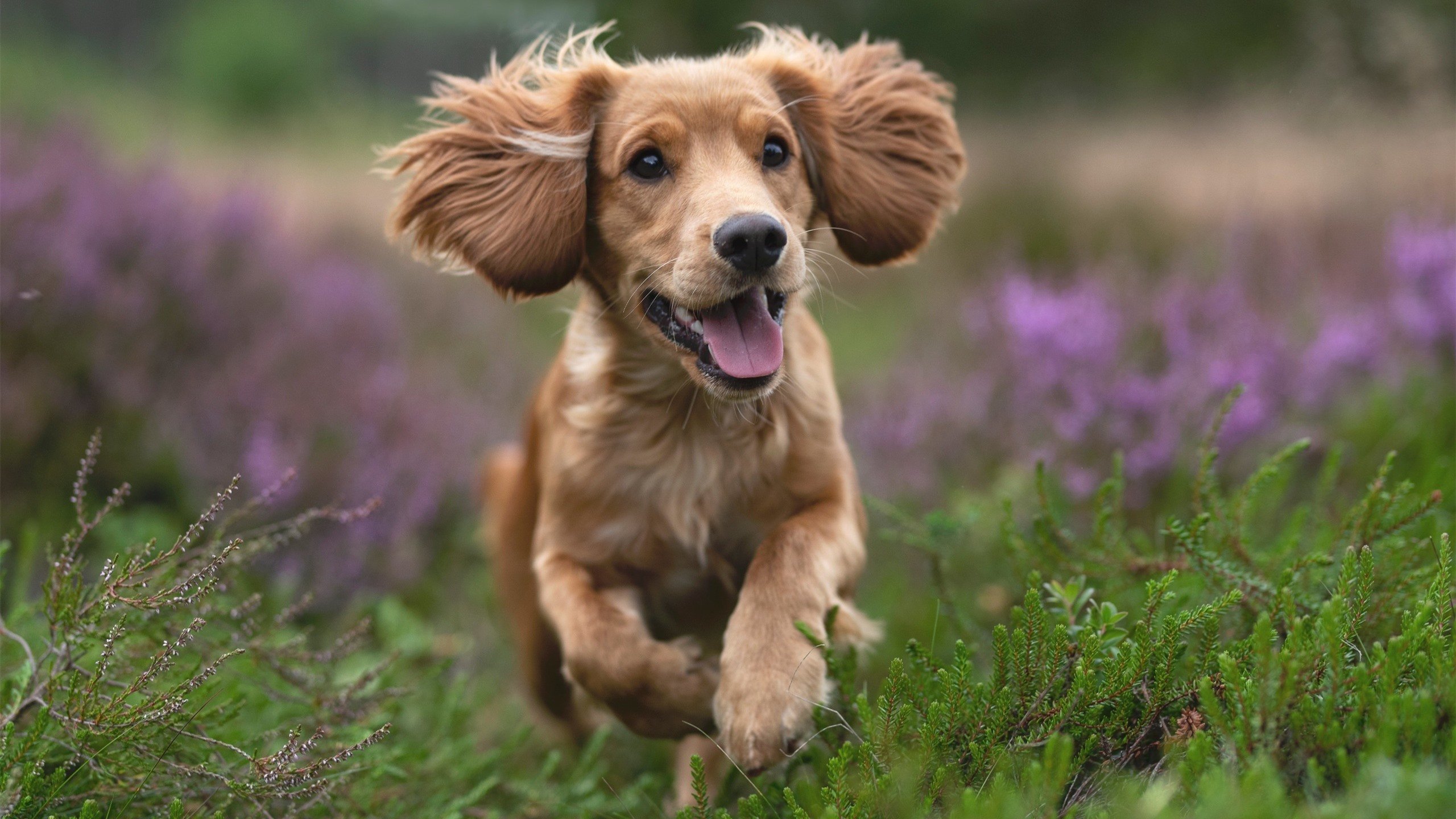 史上最年轻的“冠军射手”光耀舞台，最年轻的射击奥运冠军