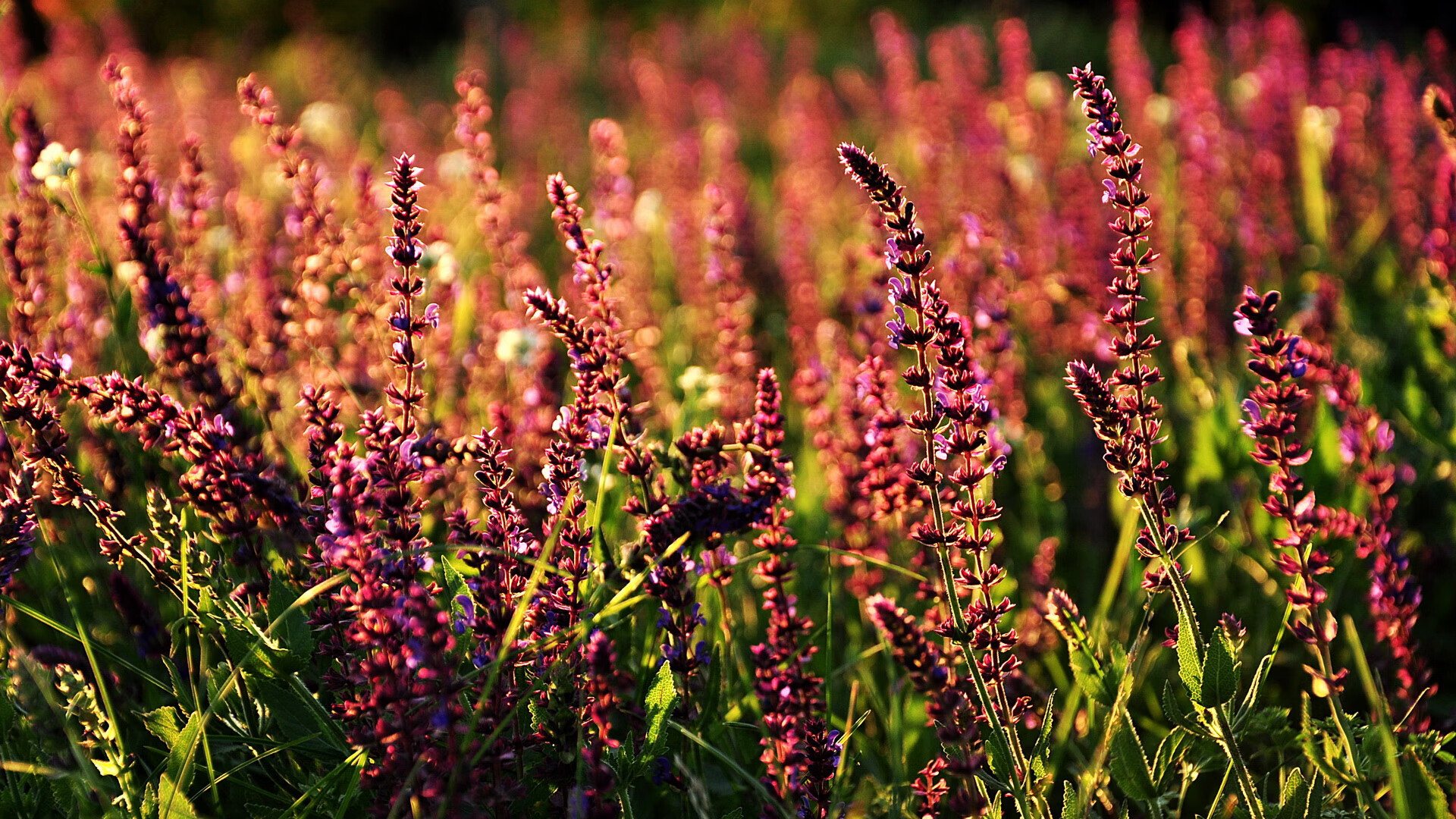 爱游戏下载-_青春风采：青少年组比赛燃爆青春热血_，青少年比赛视频