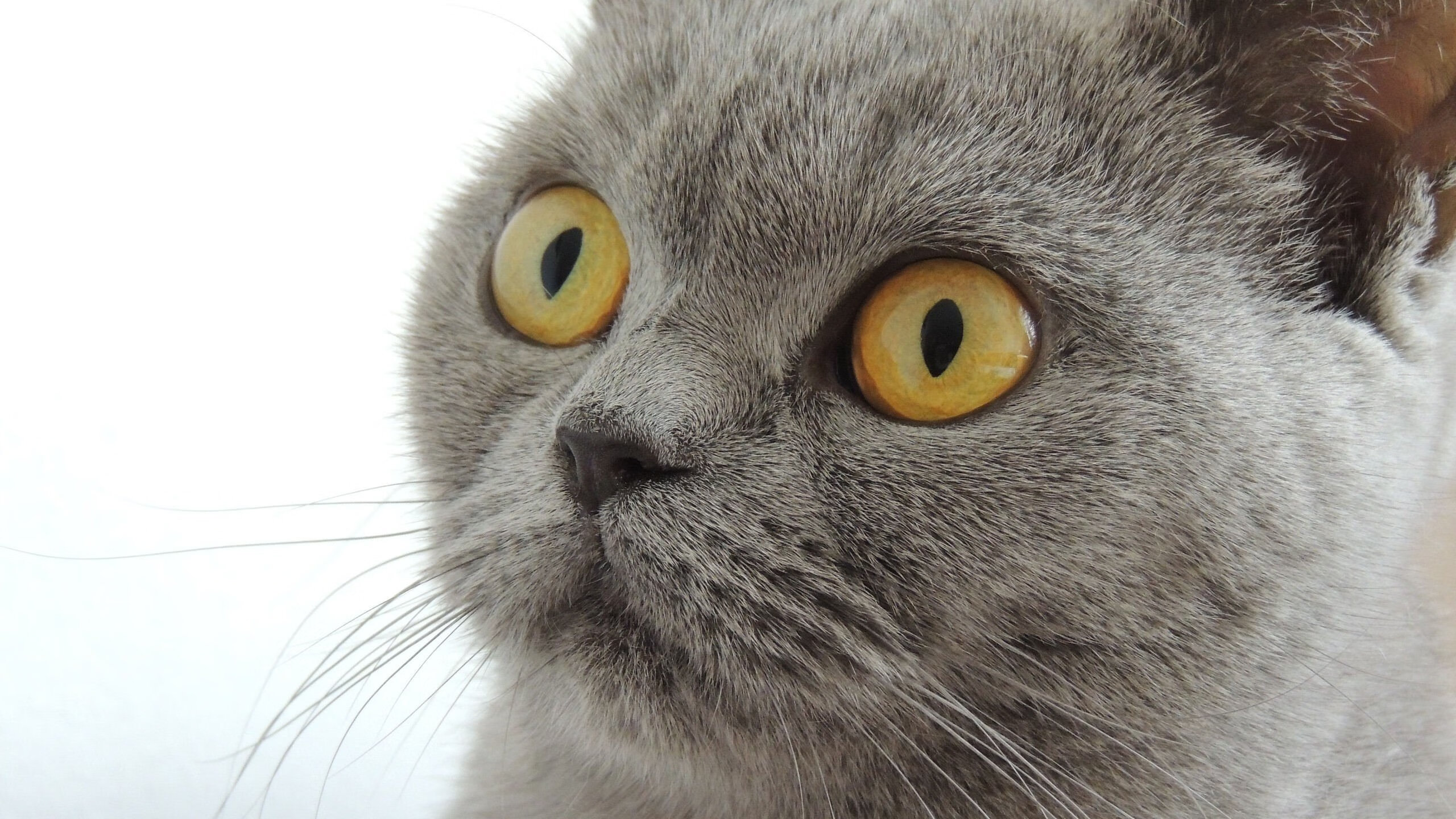 爱游戏-塞内加尔马术协会与学校合作，开展马术教育课程，推广马术文化。